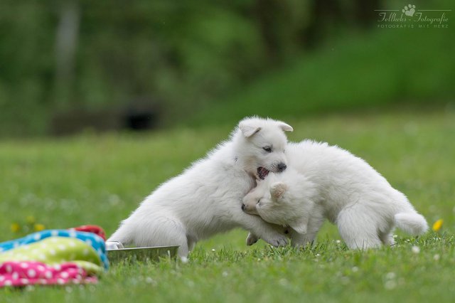 Fotoshooting A-Wurf